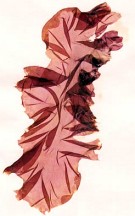 Porphyra