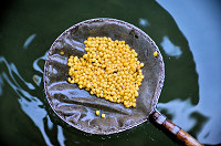 Retrieving eggs from females egg collection