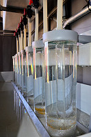 MCDonald jars for egg incubation McDonald jars