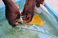 Retrieving eggs from females egg collection