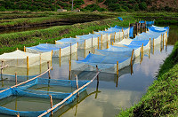 Hapas in ponds of Bunda Campus Hapas