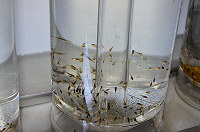 Newly hatched larvae Newly hatched larvae