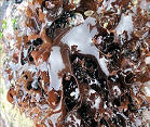 Seaweed Production